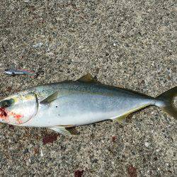 太刀魚、サゴシ、ハマチ、爆風